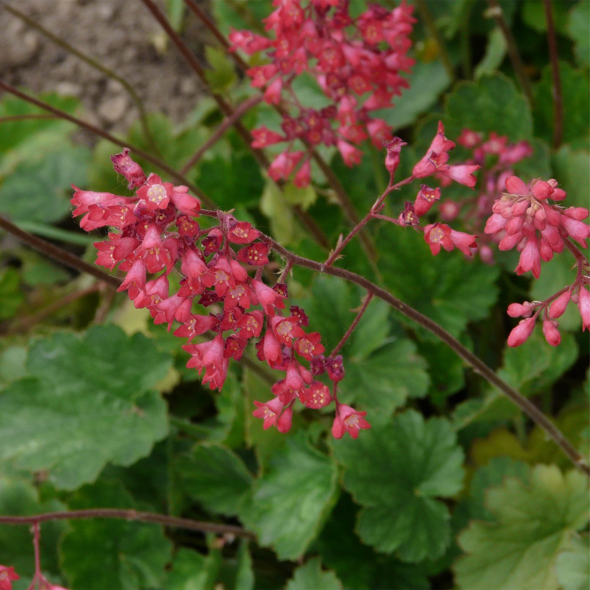 HEUCHERA