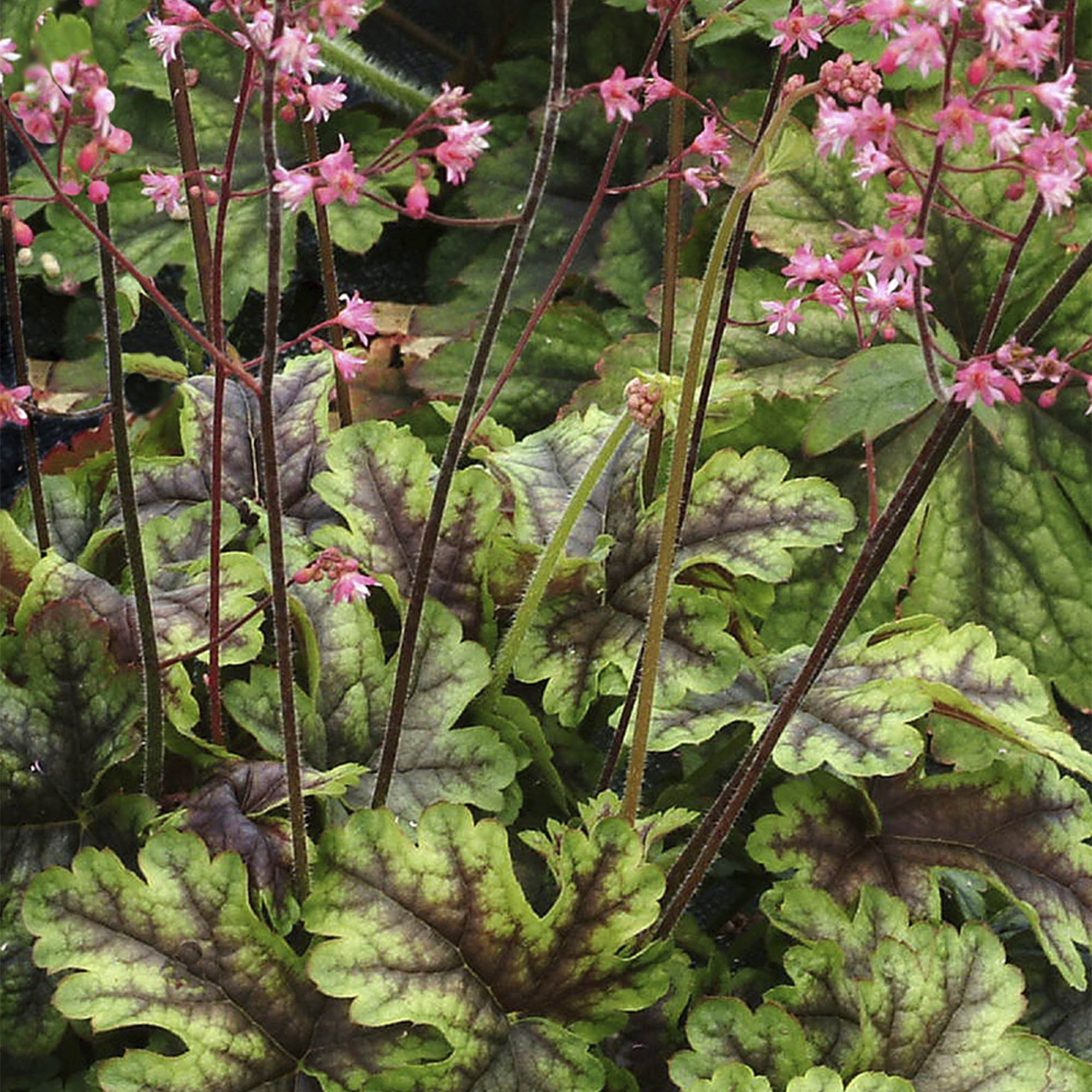 HEUCHERELLA