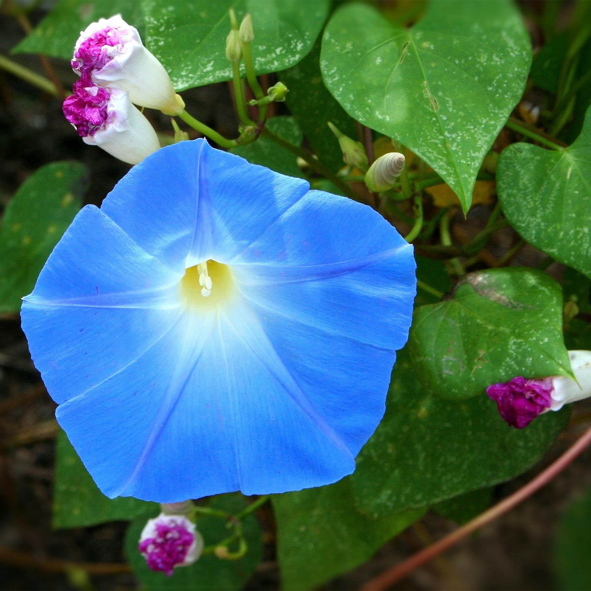 IPOMOEA