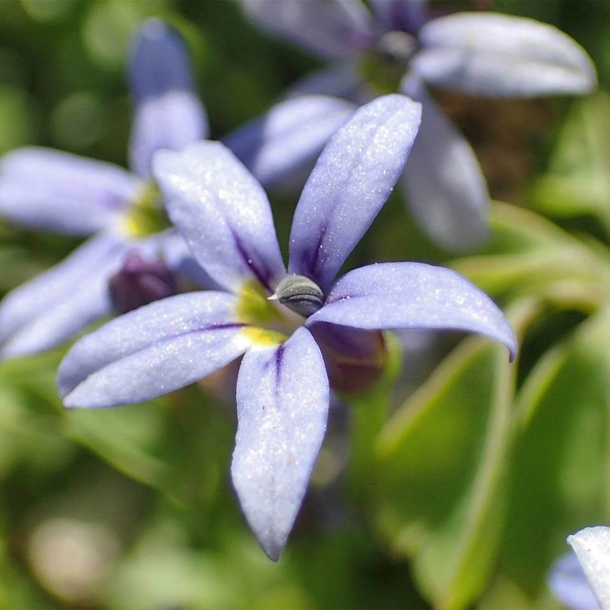 ISOTOMA