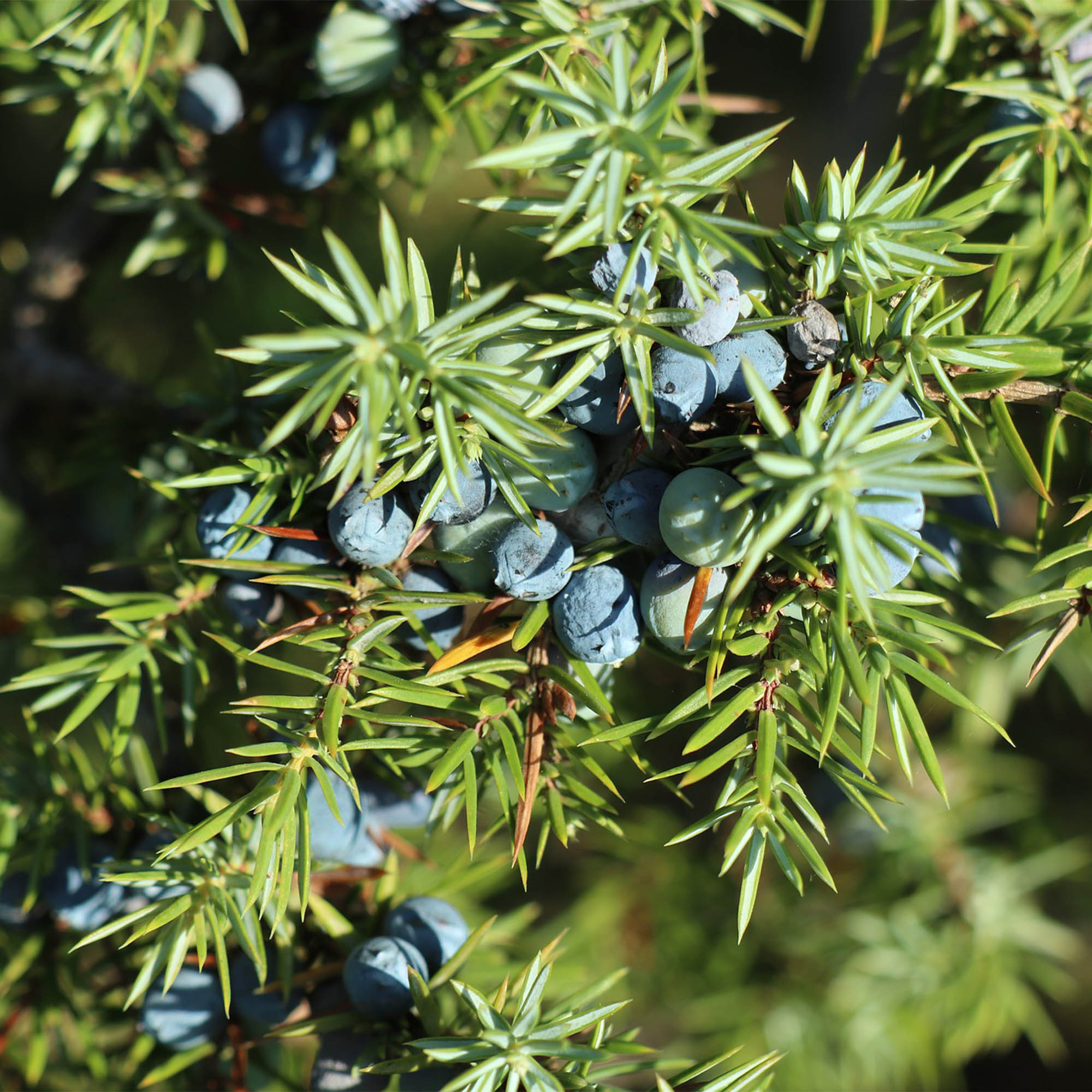 JUNIPERUS