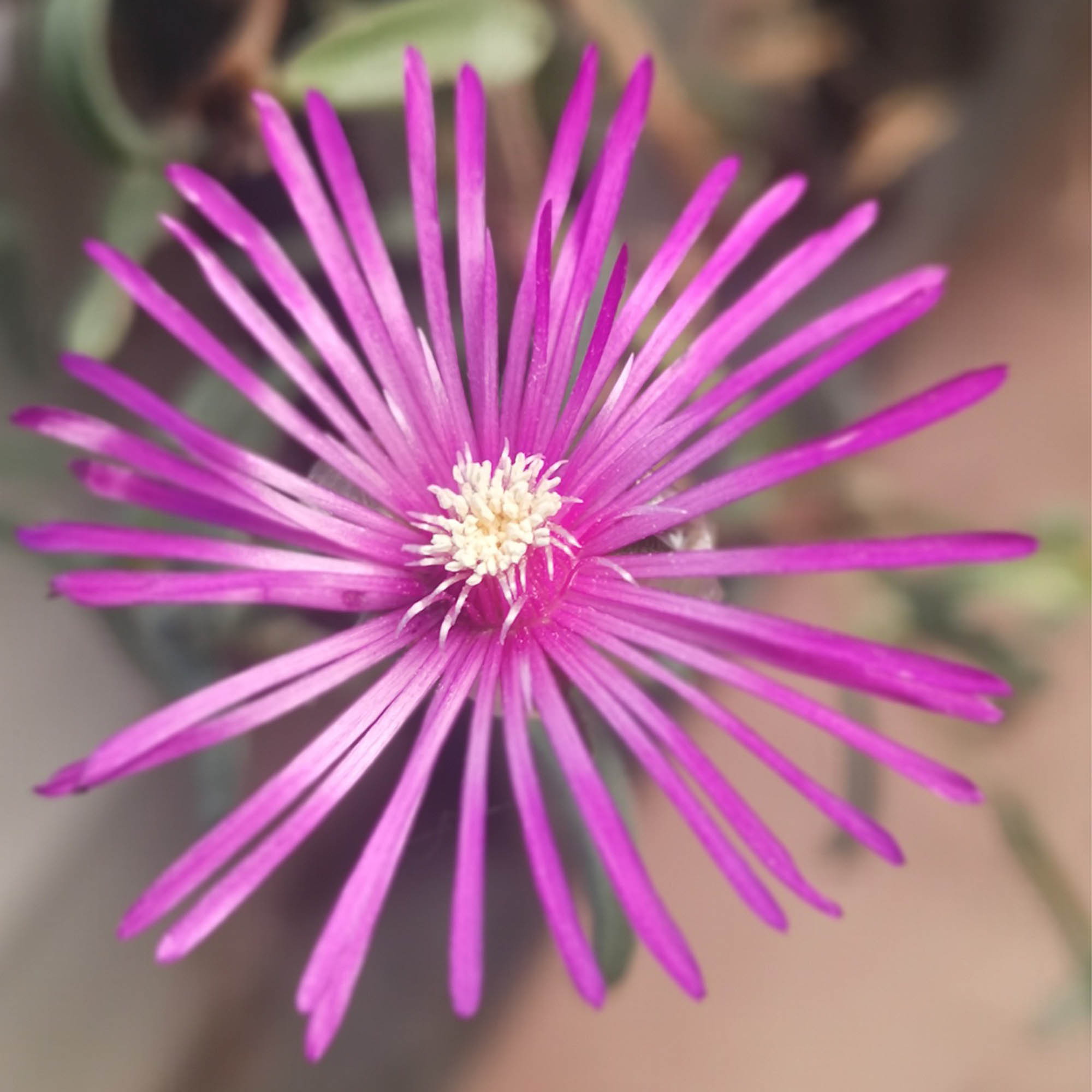 LAMPRANTHUS