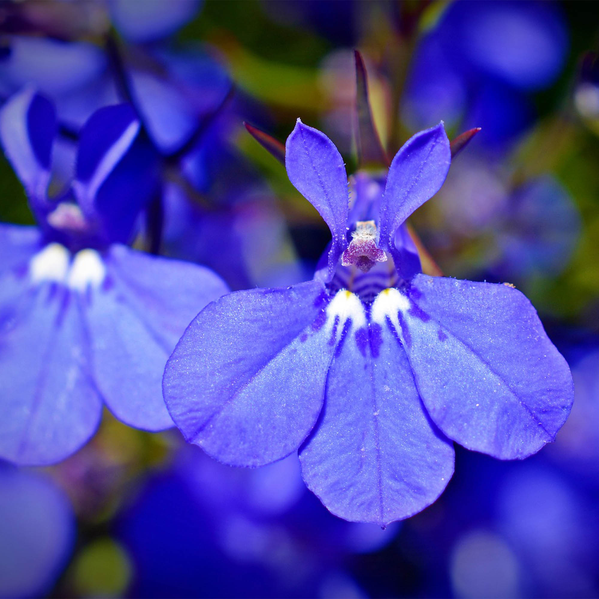 LOBELIA