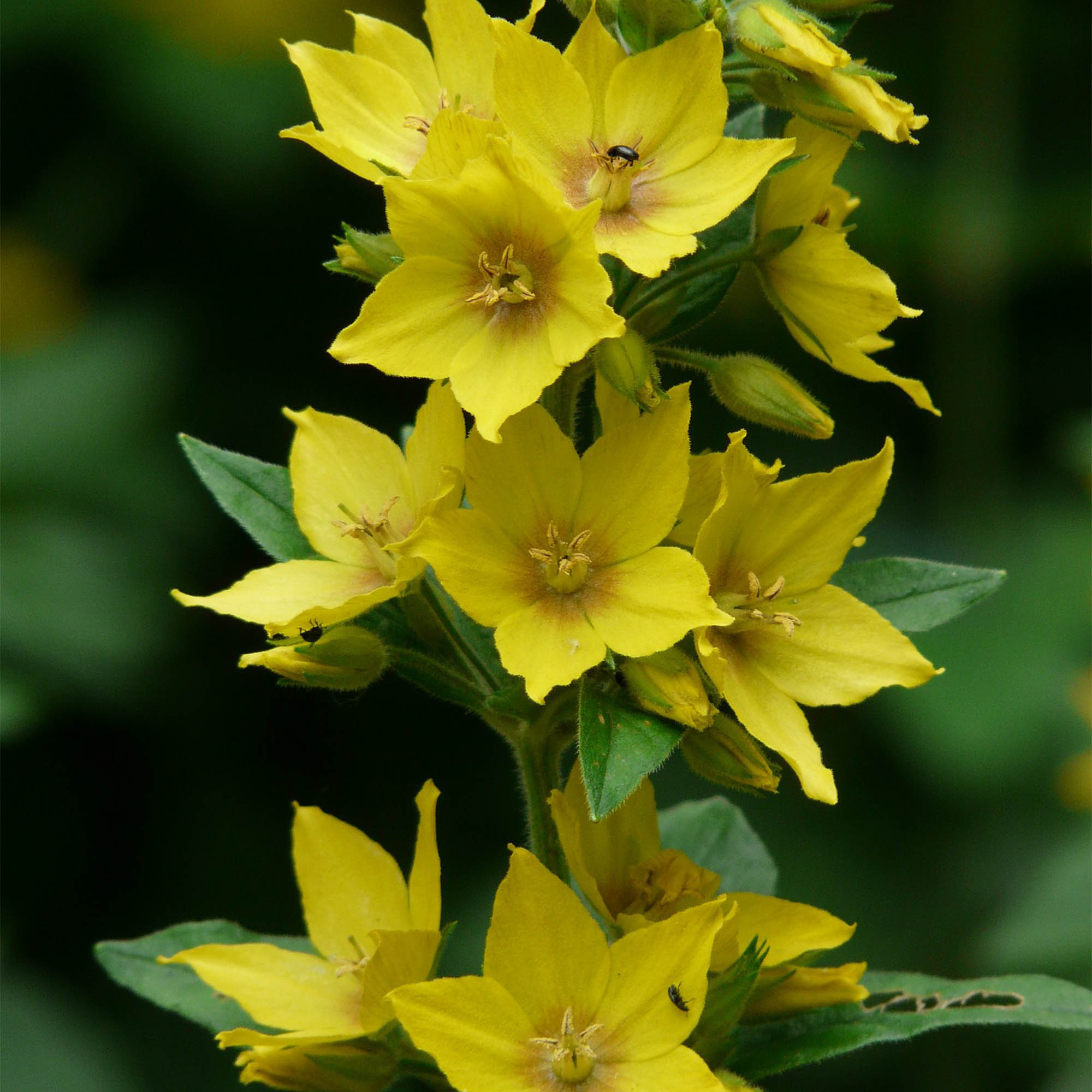 LYSIMACHIA