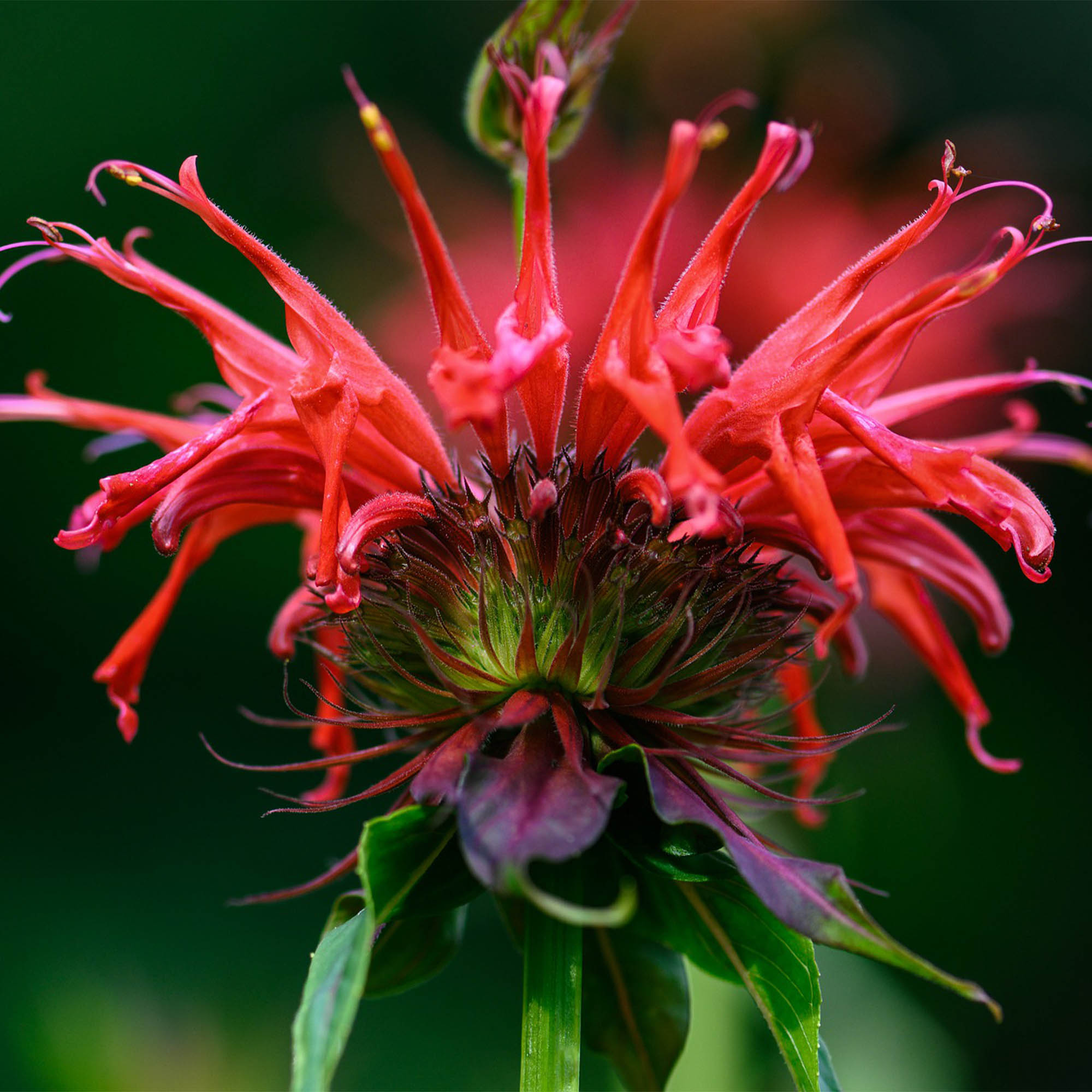 MONARDA