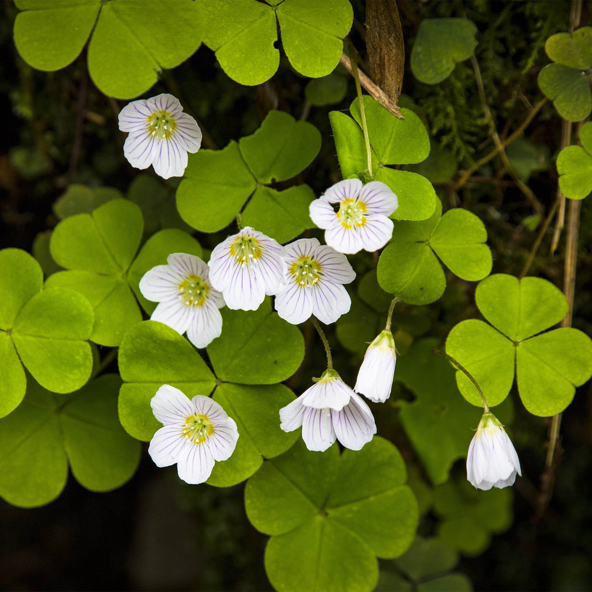 OXALIS