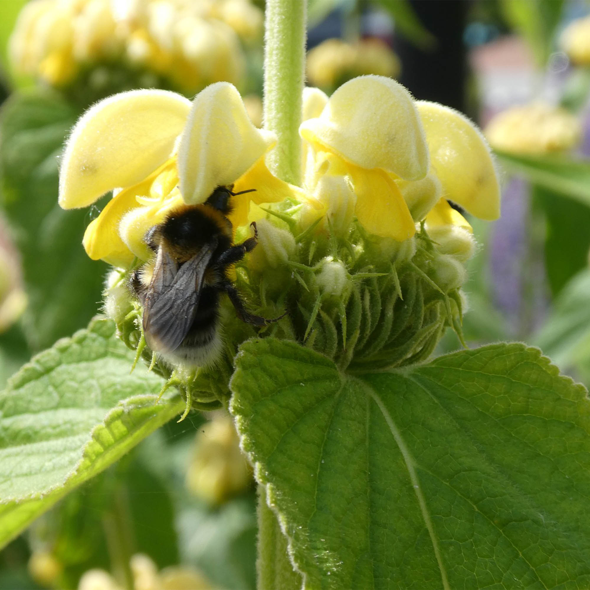 PHLOMIS