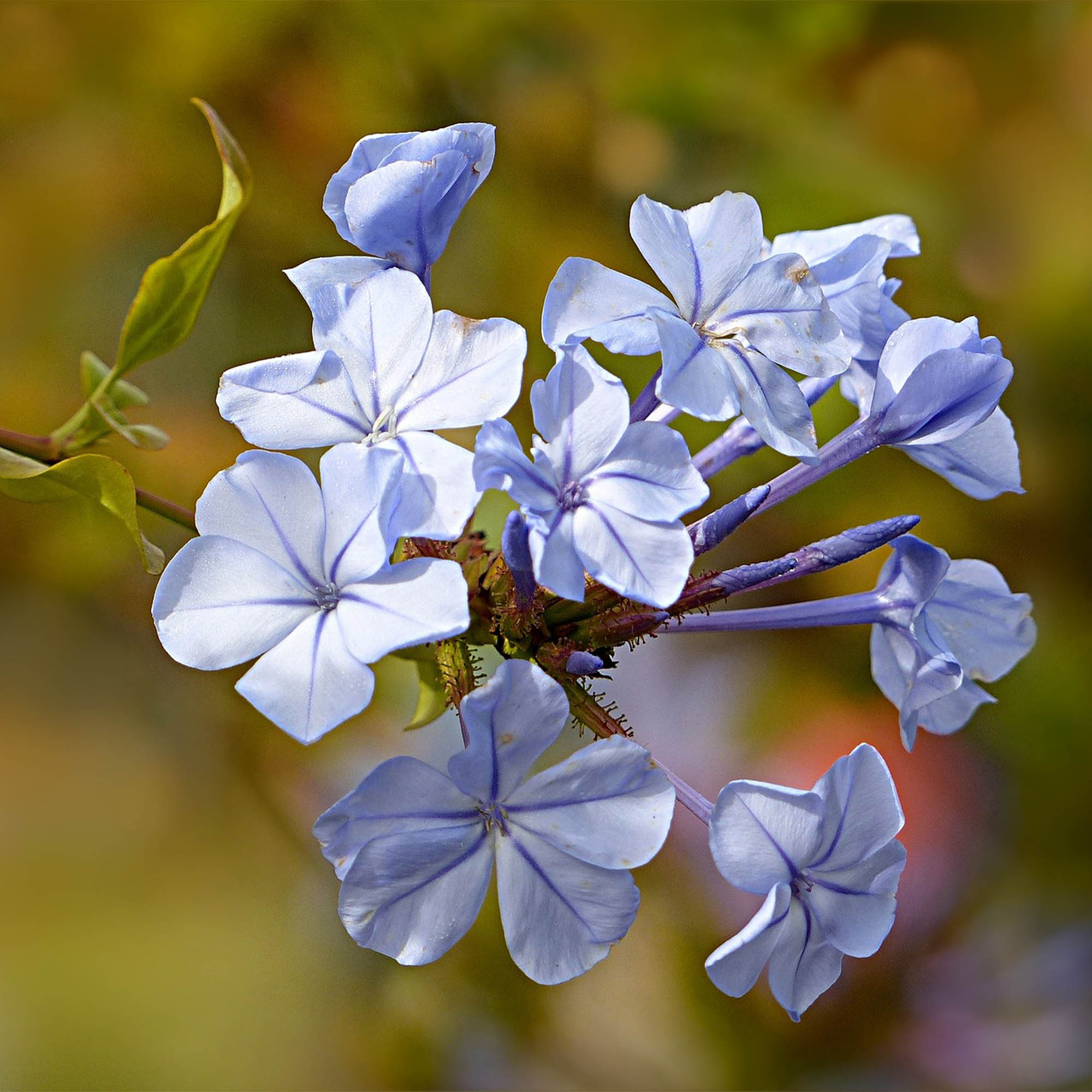 PHLOX