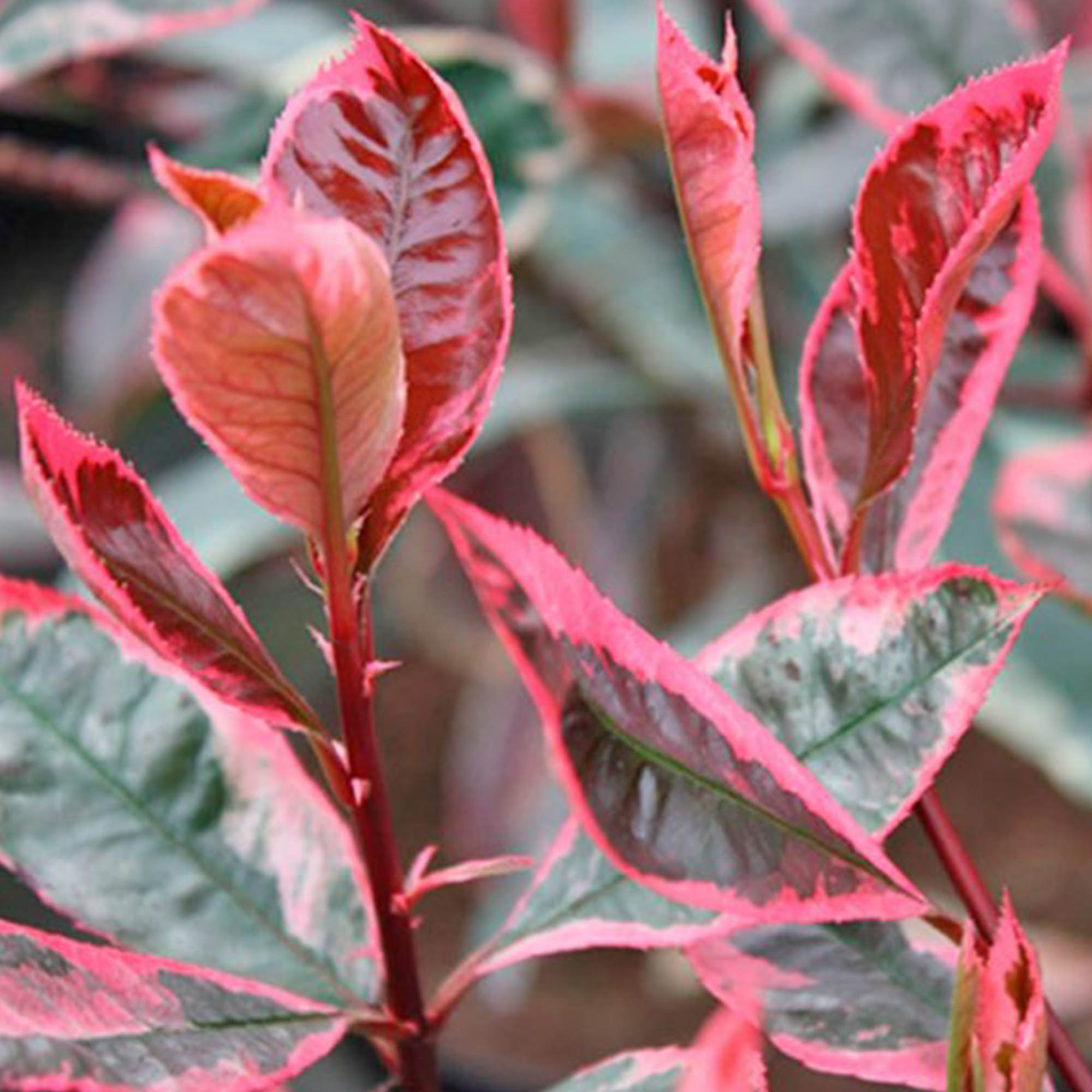 PHOTINIA