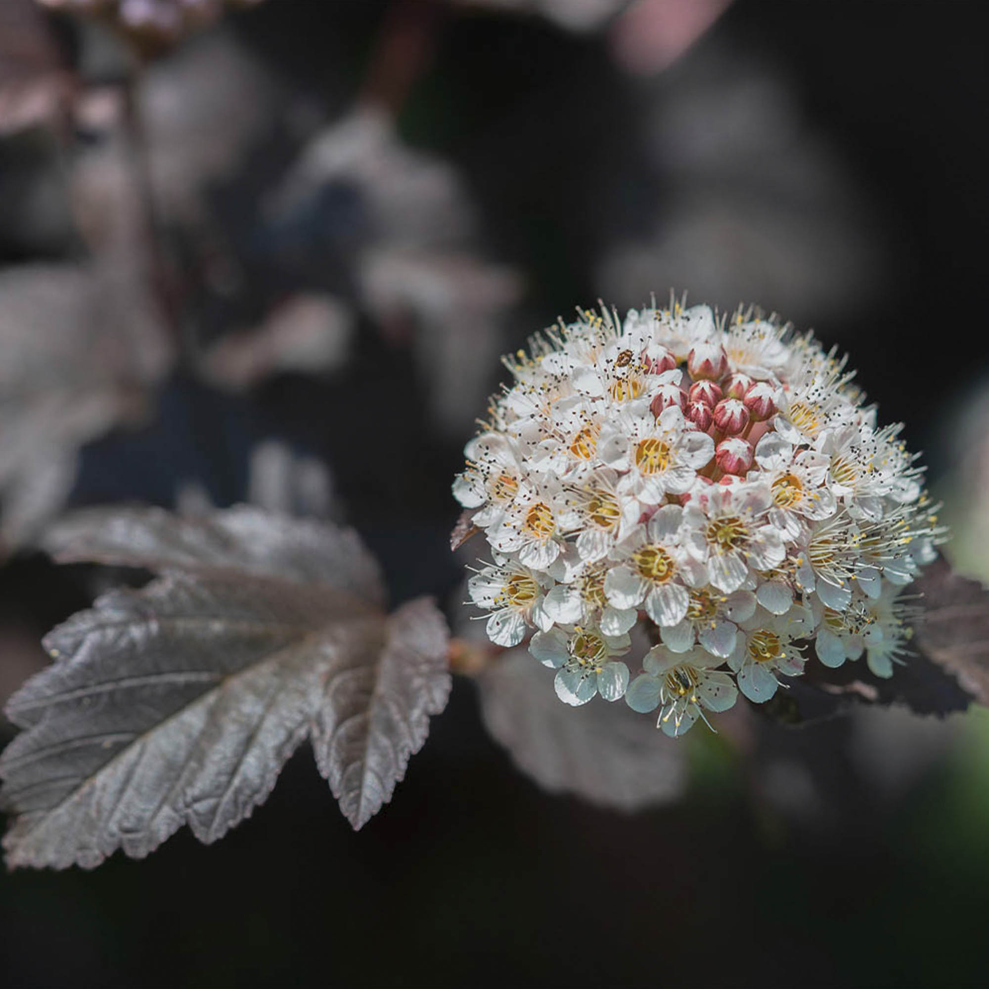 PHYSOCARPUS