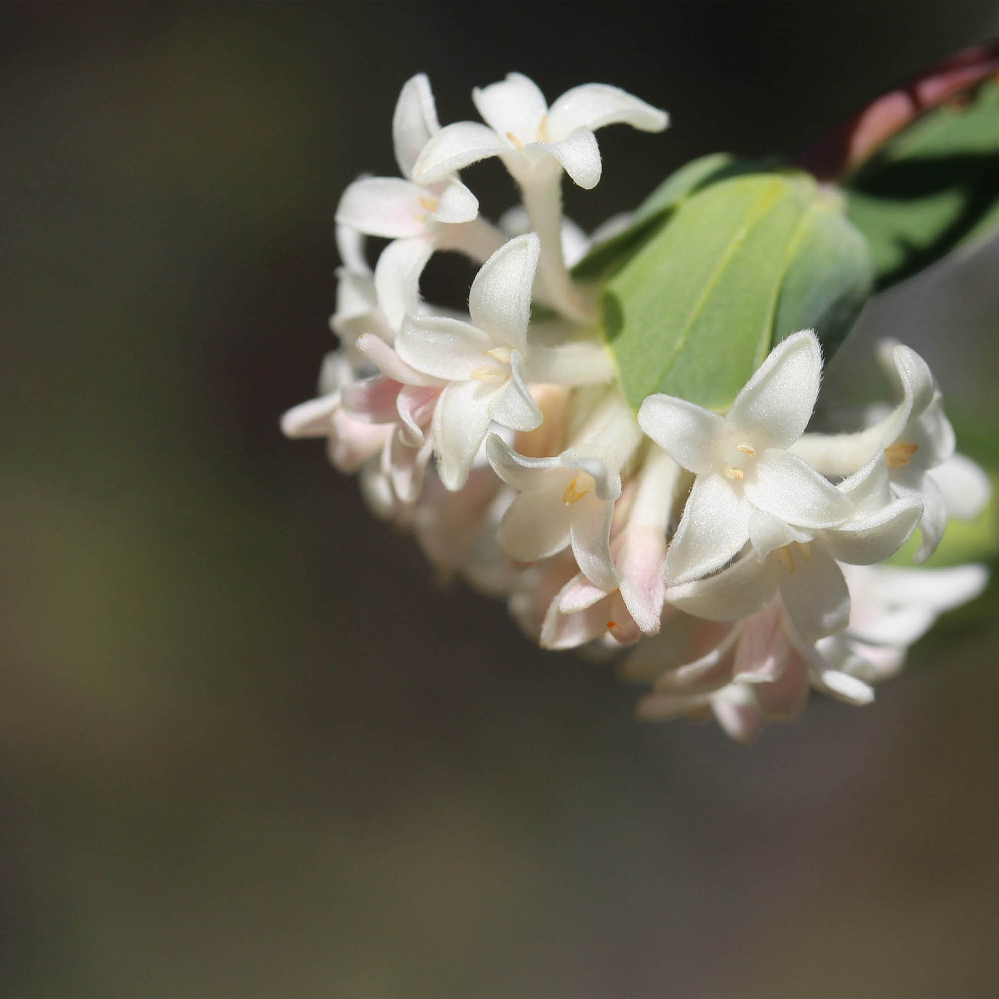 PIMELEA