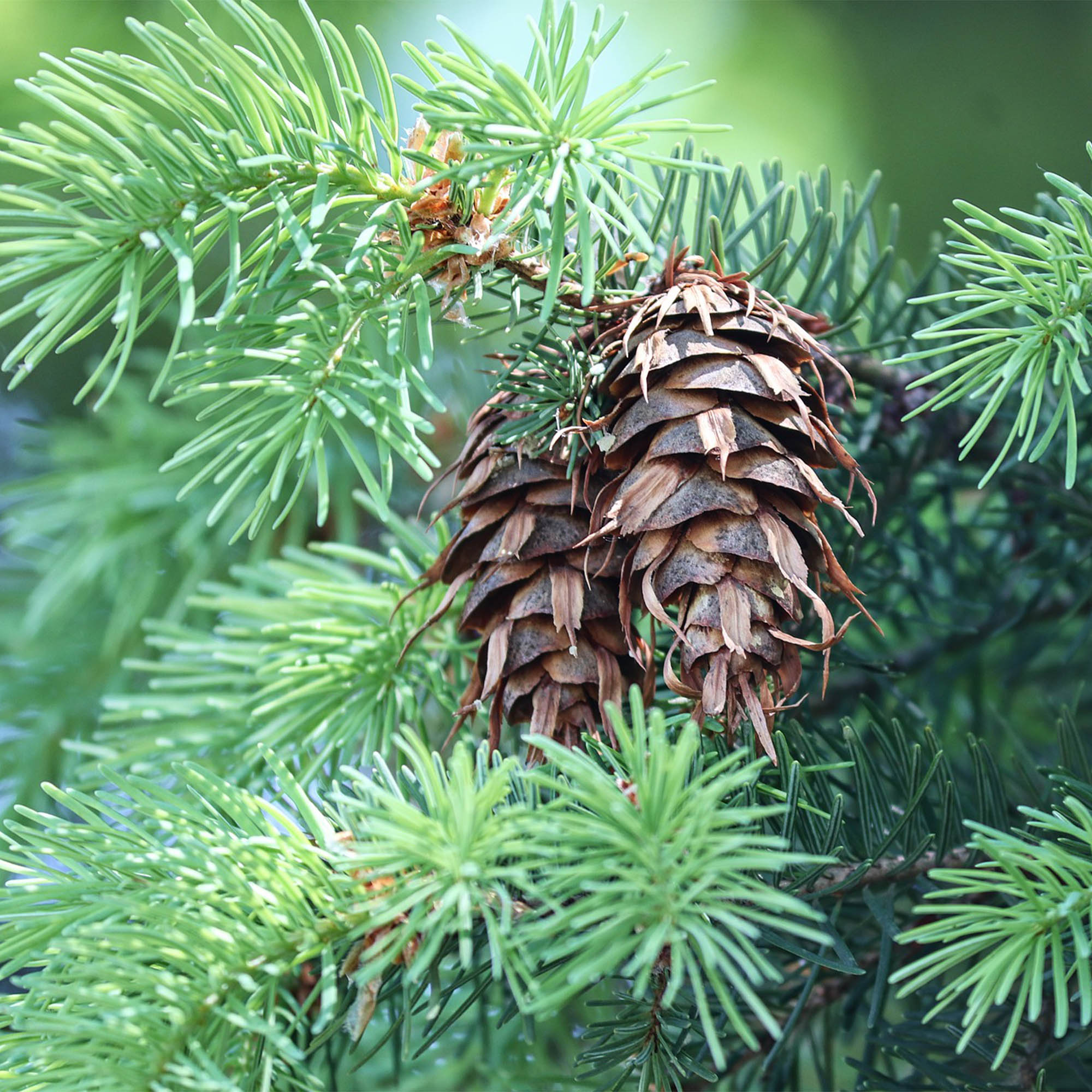 PSEUDOTSUGA