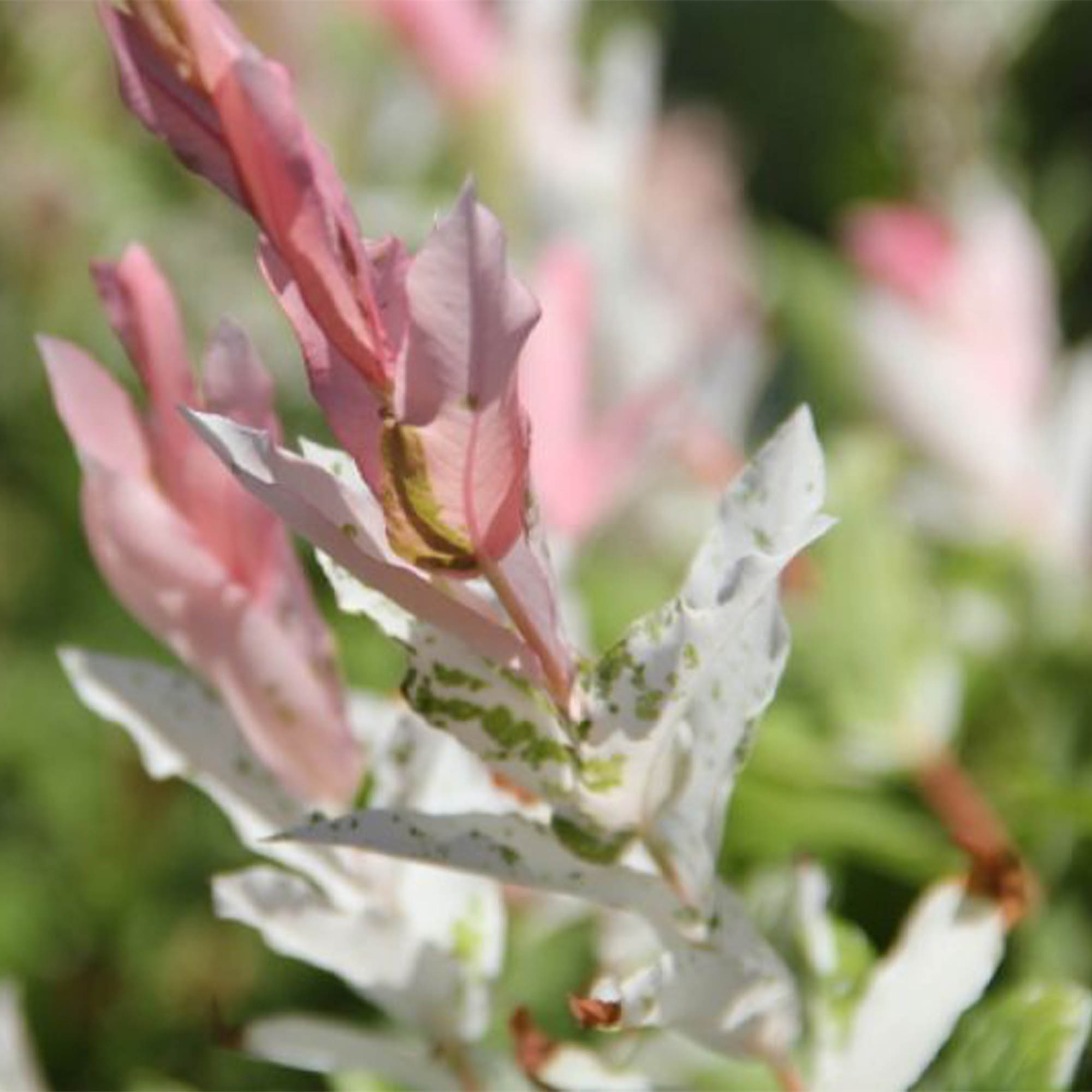 SALIX