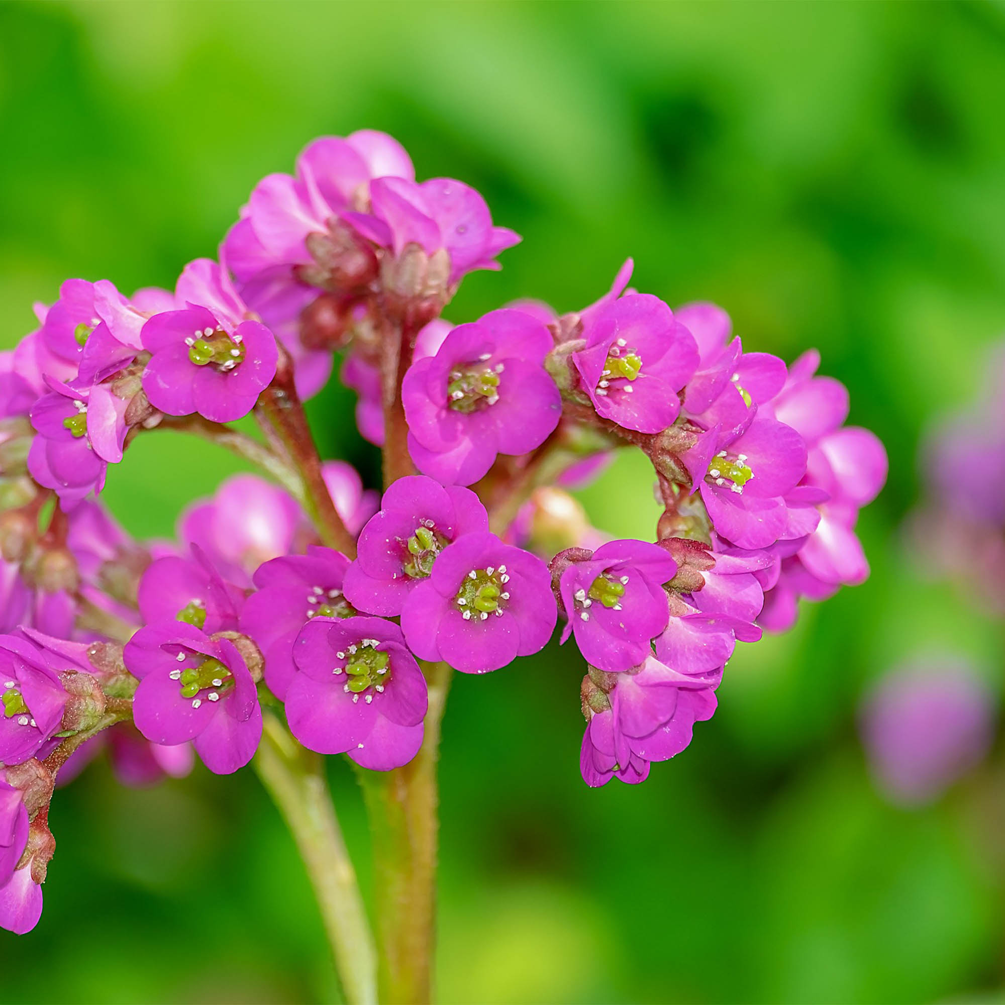 SAXIFRAGA