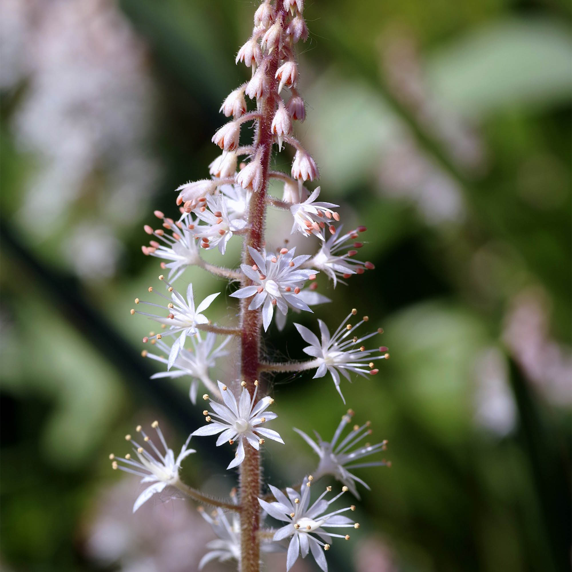 TIARELLA