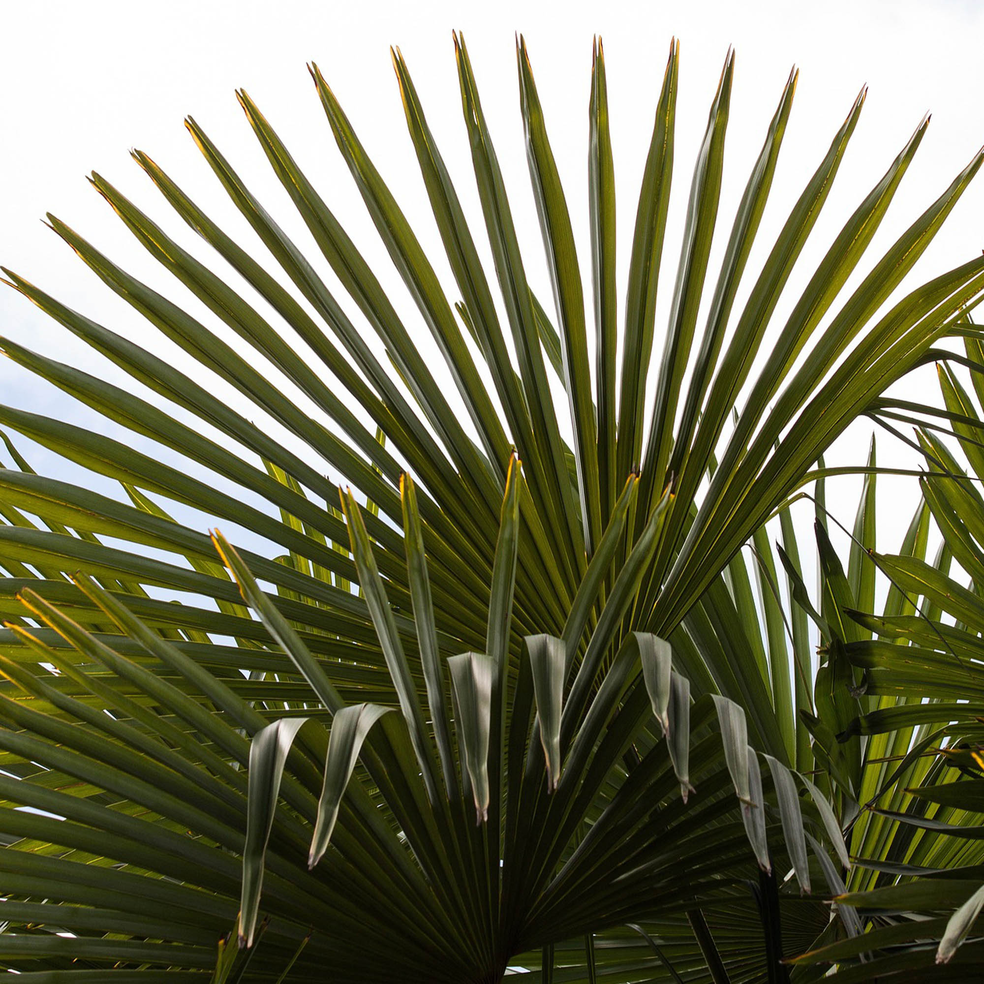 TRACHYCARPUS