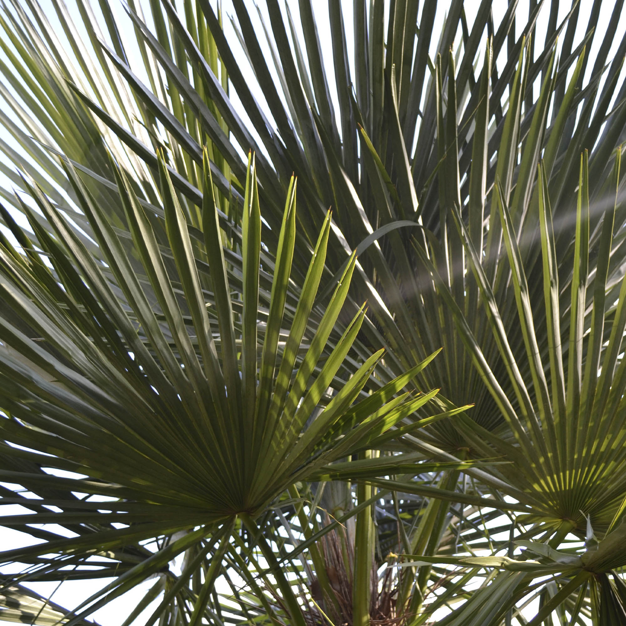 TRITINAX