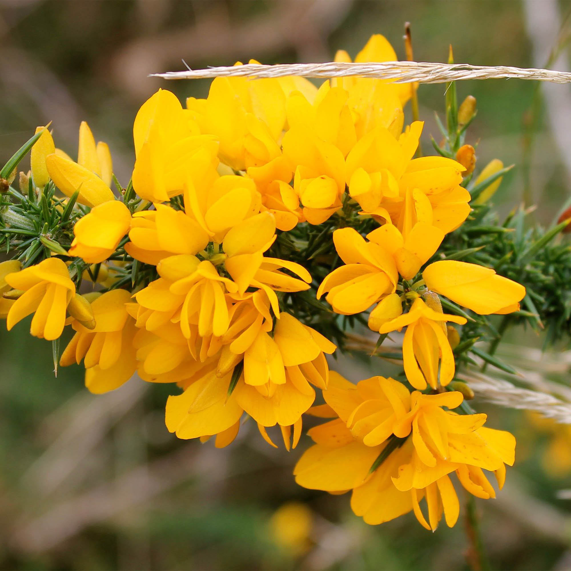 ULEX