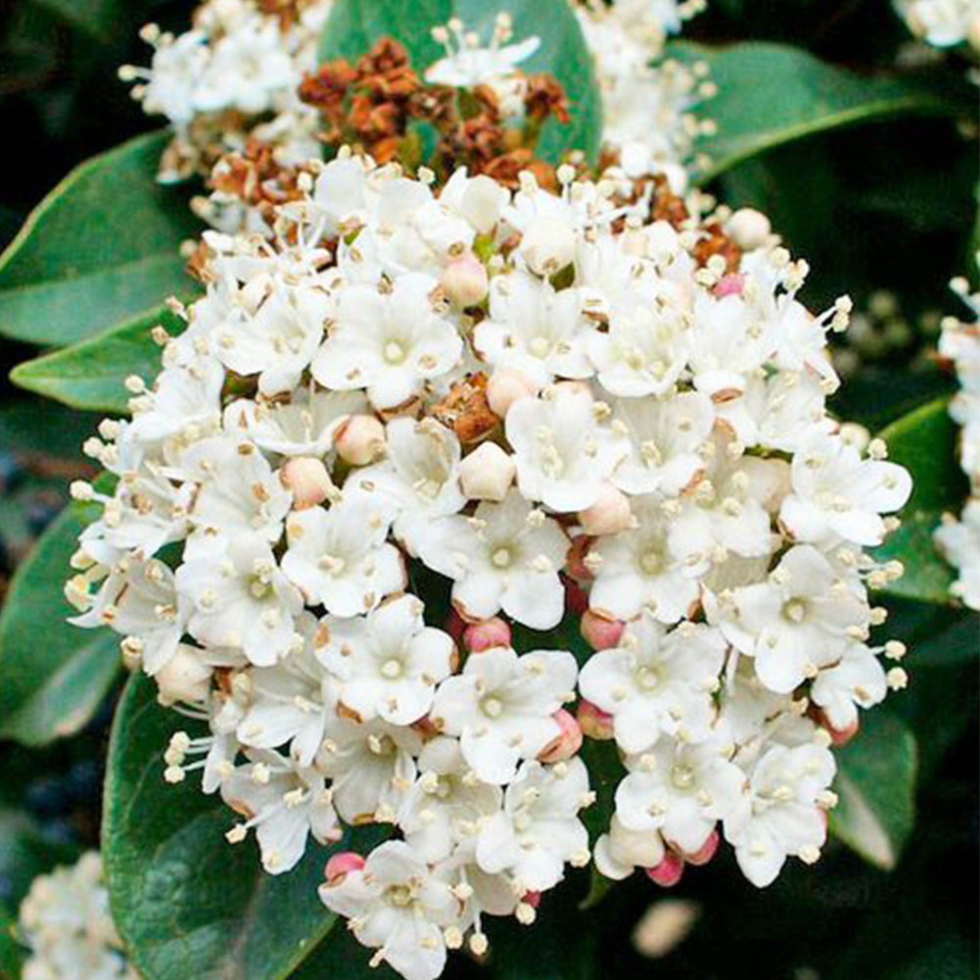 VIBURNUM