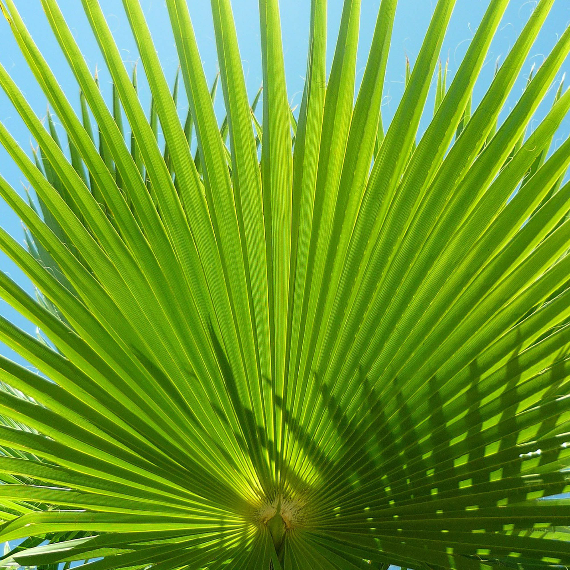 WASHINGTONIA