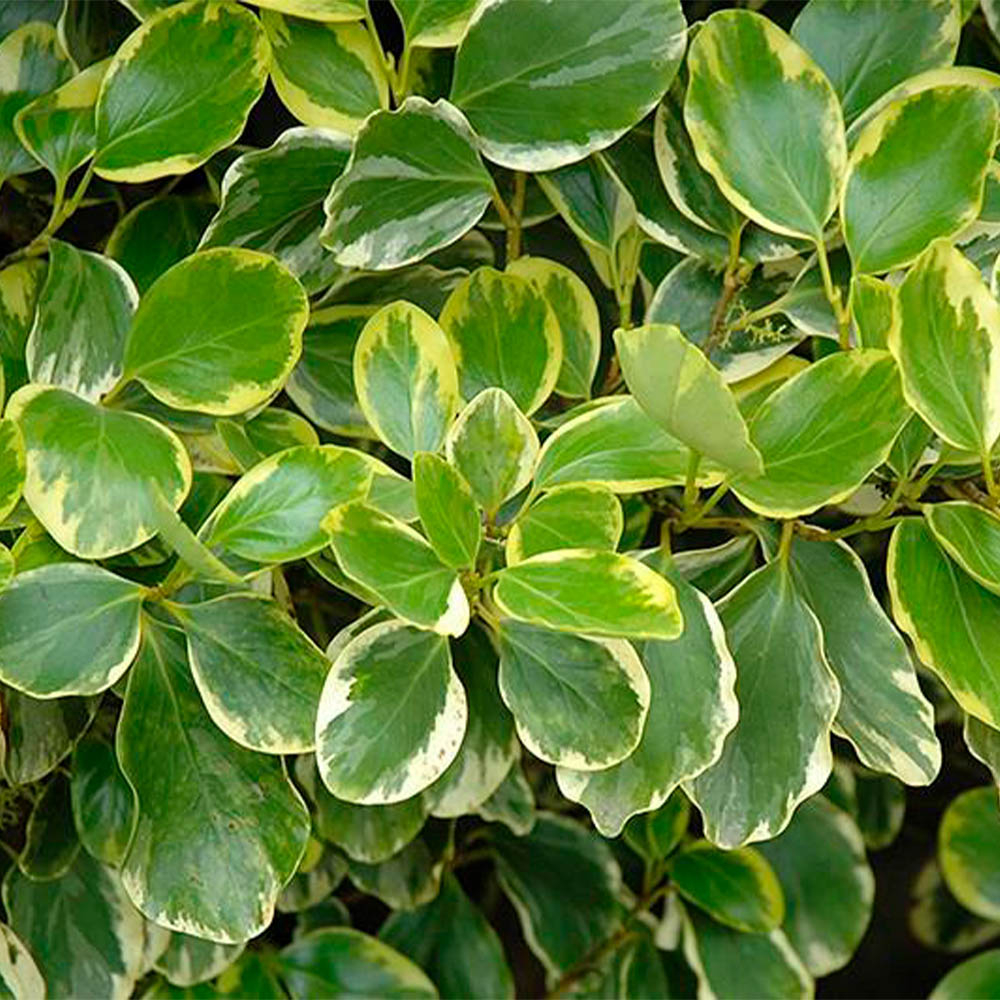 GRISELINIA