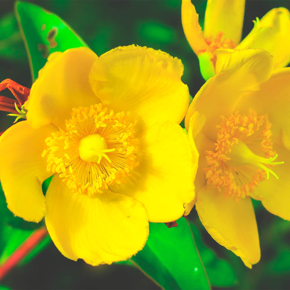 HYPERICUM