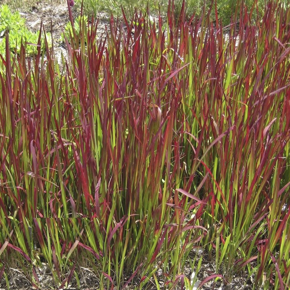 IMPERATA