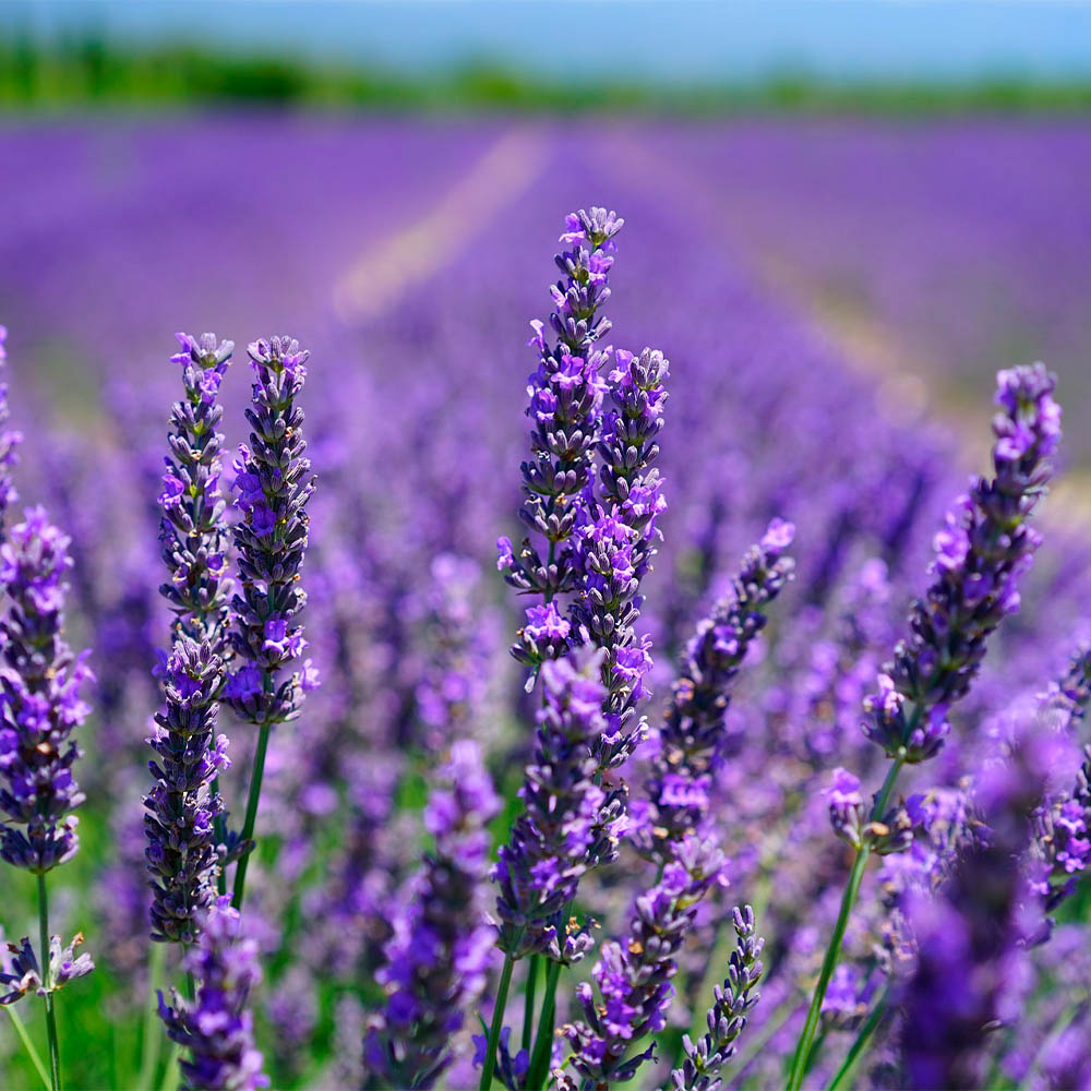 LAVANDULA