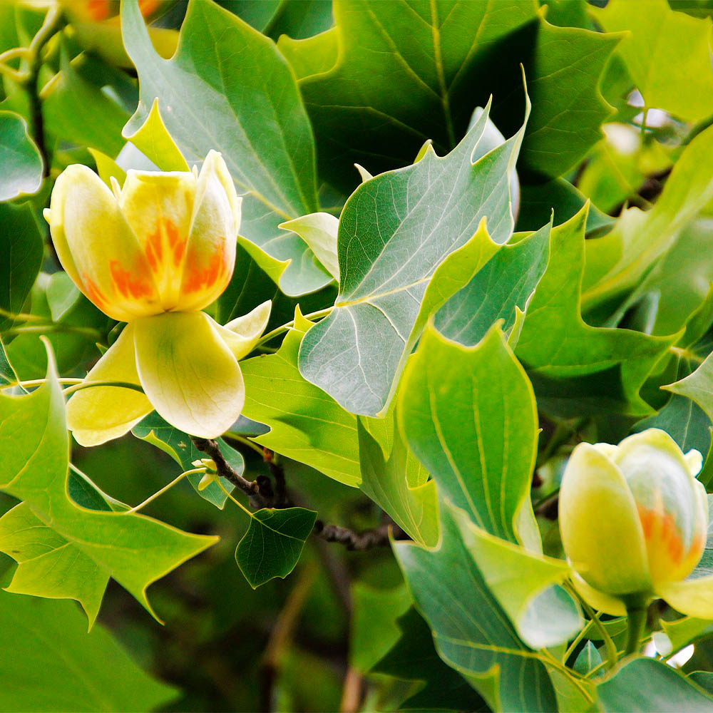 LIRIODENDRON