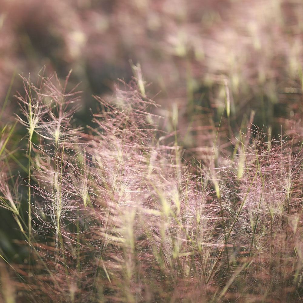 MUHLENBERGIA