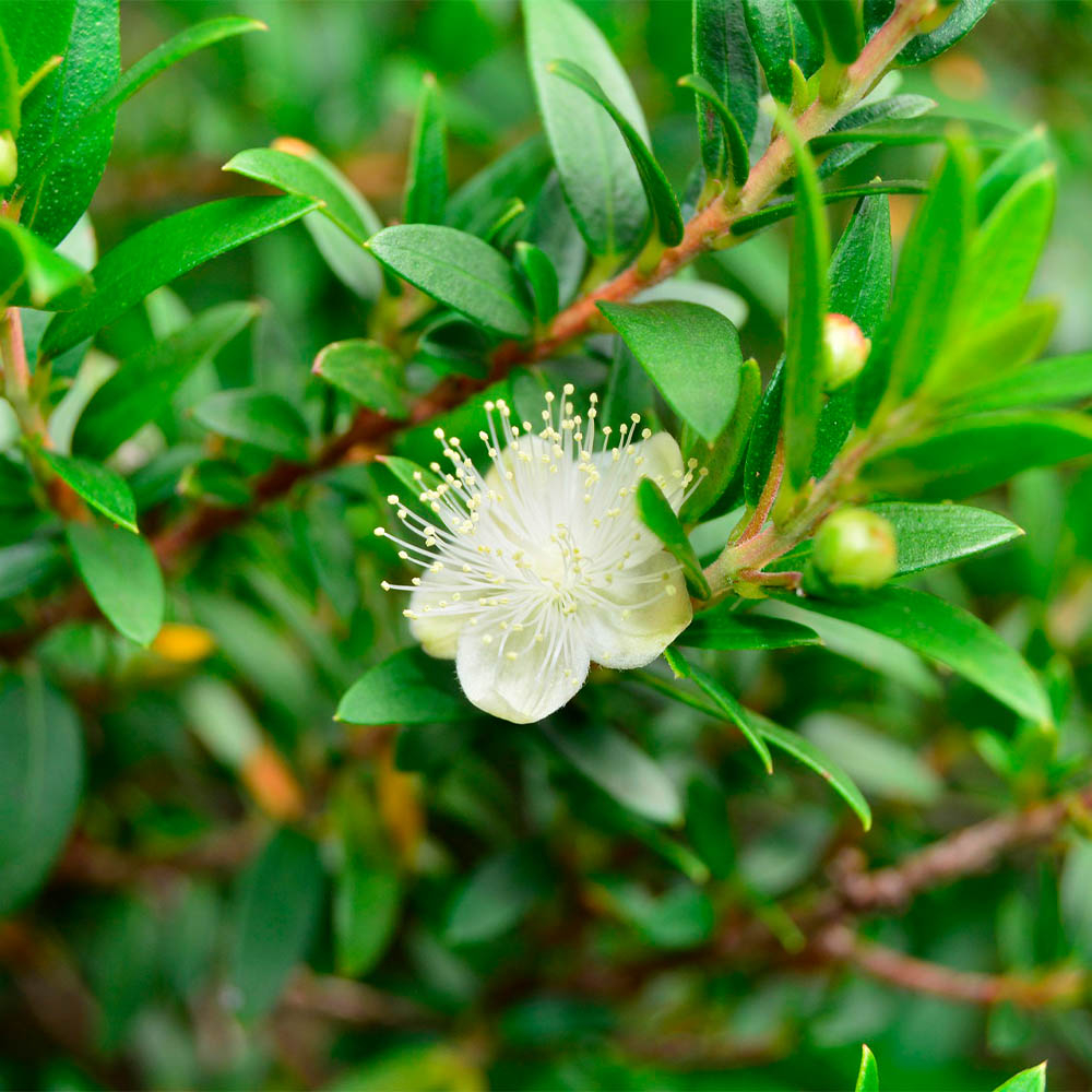 MYRTUS