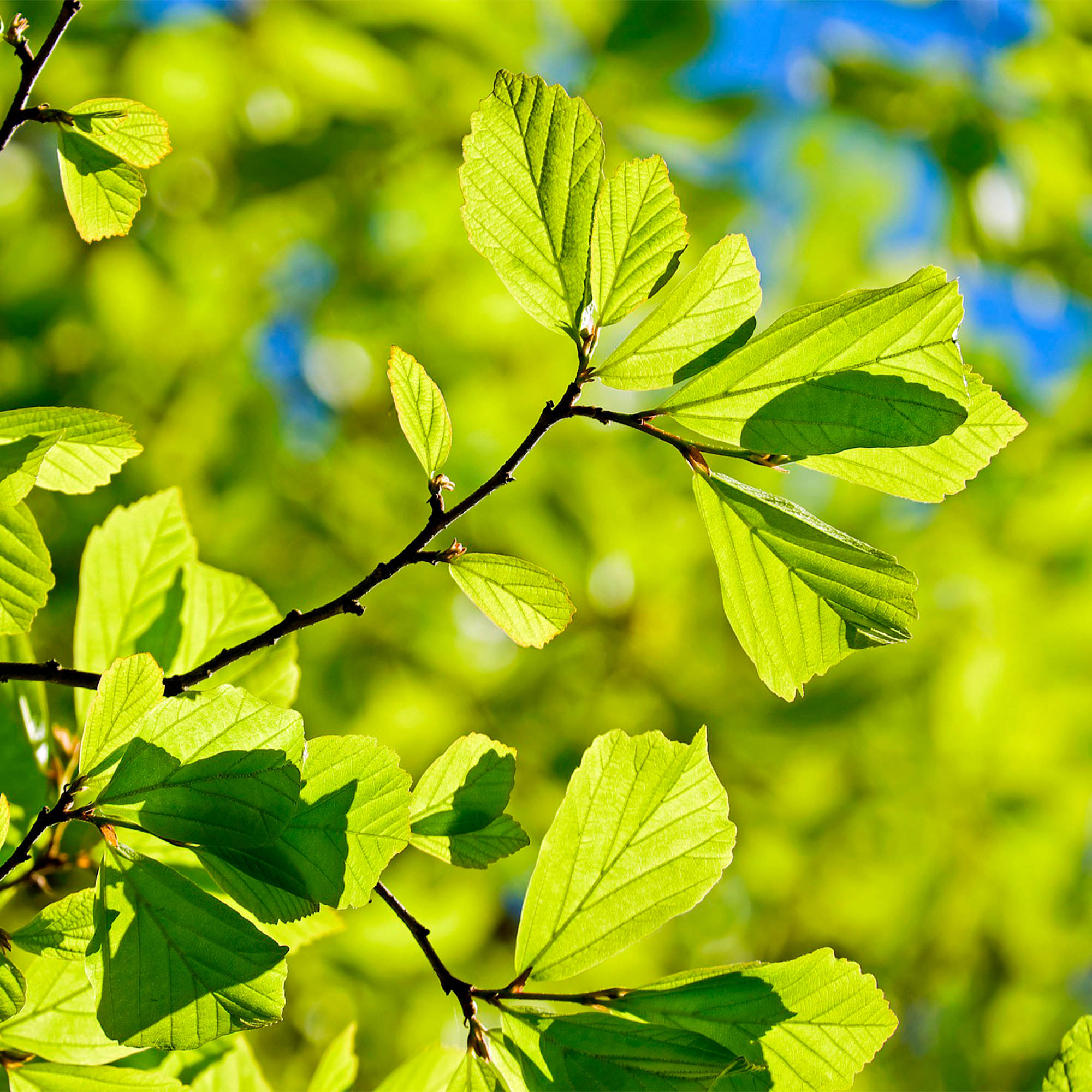 PARROTIA