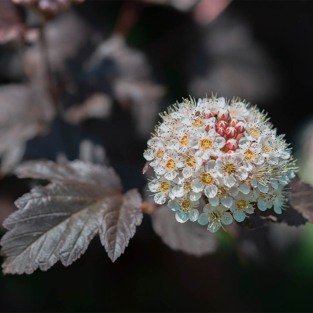 PHYSOCARPUS