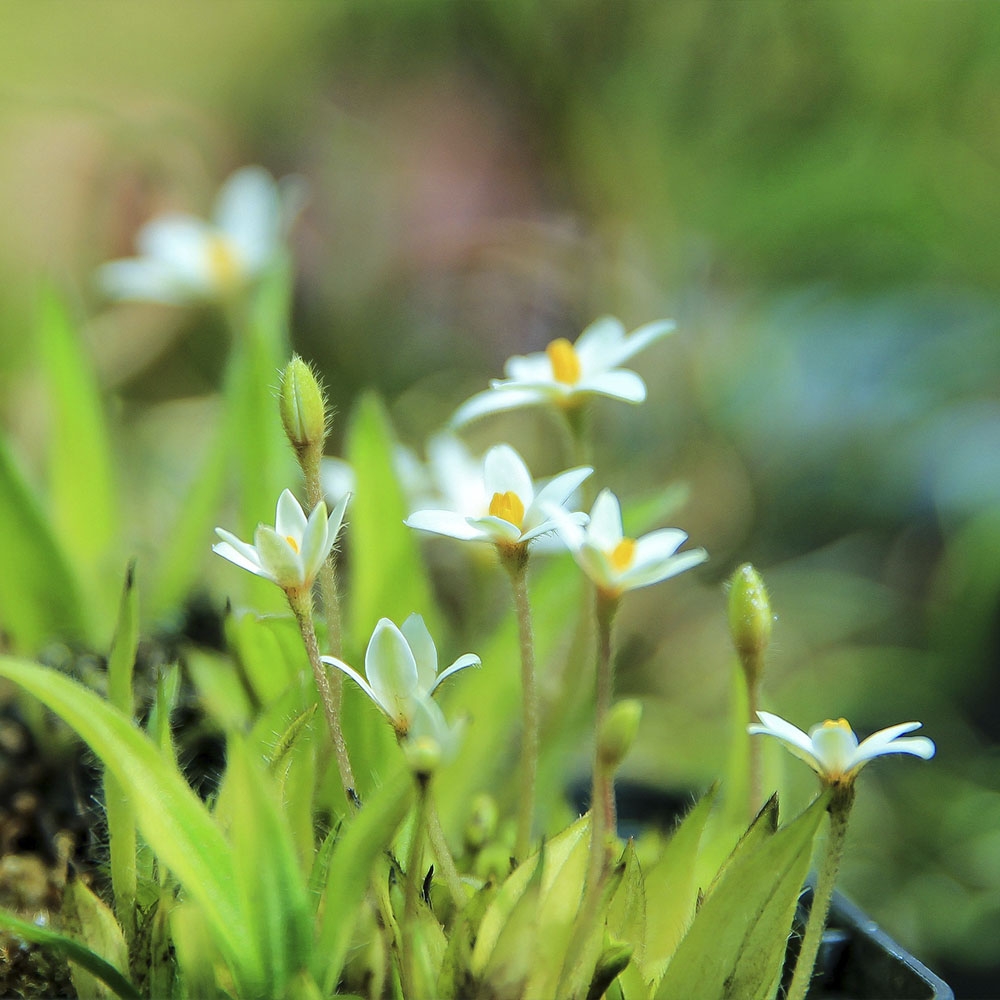 RHODOHYPOXIS