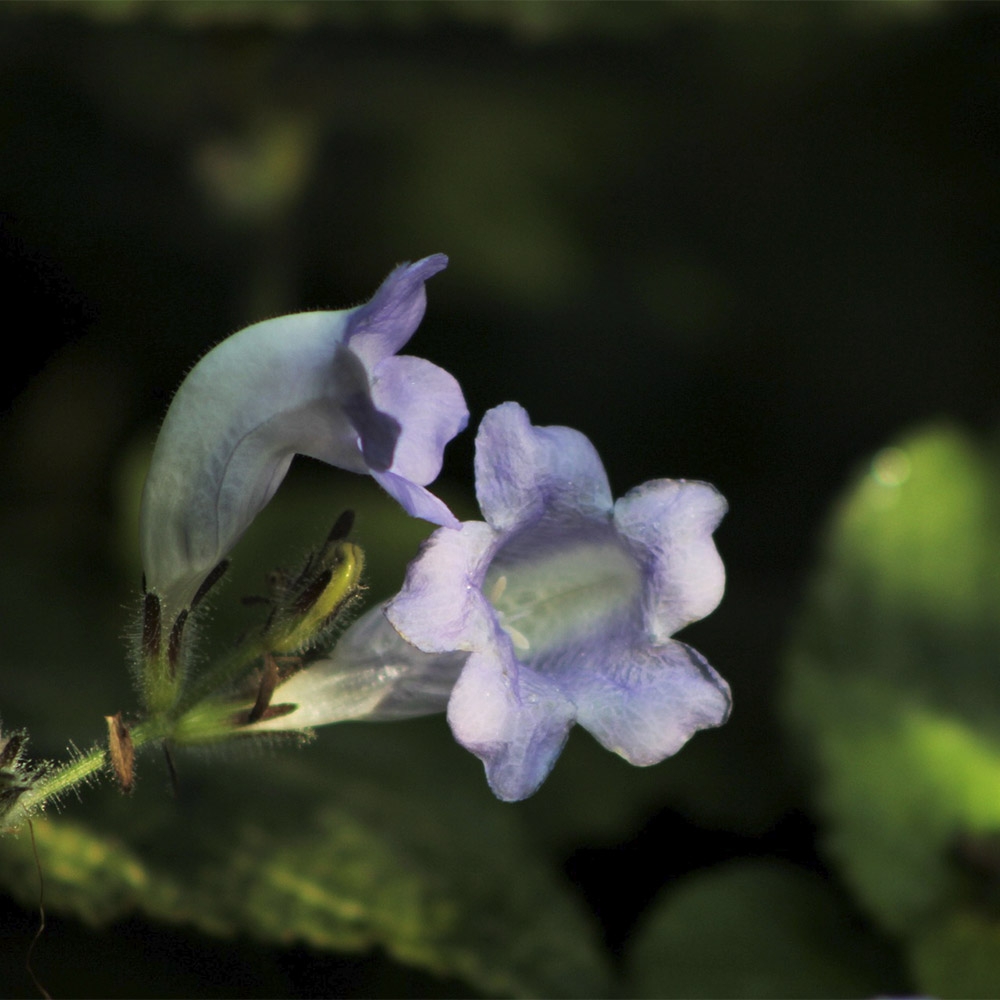 STROBILANTHES