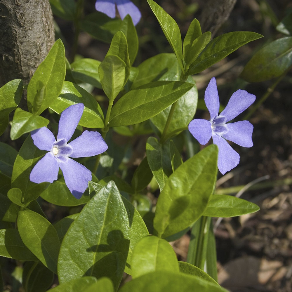 VINCA