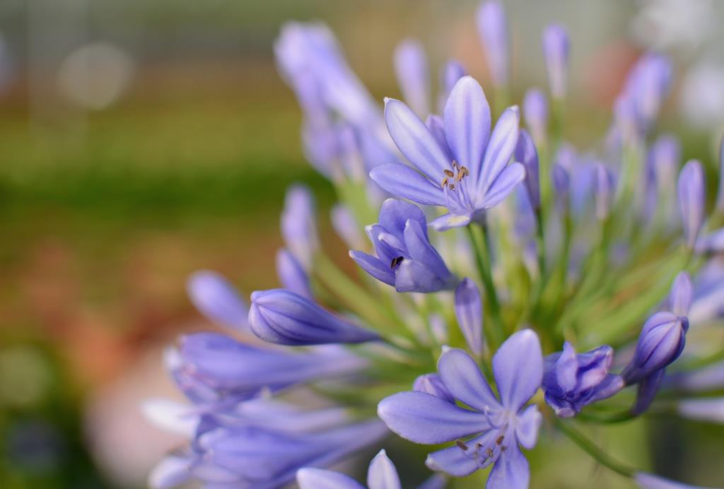 Agapanthus africanus 5L Deco 30/40