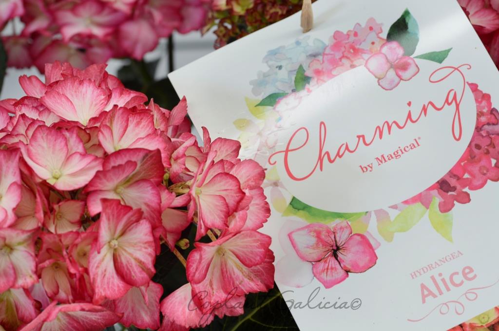 Hydrangea Charming 5L M.Rosa 30/50