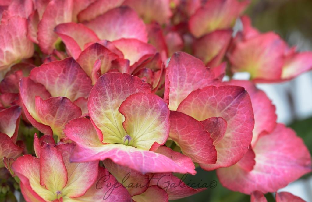 Hydrangea Colección 3L 15/20 