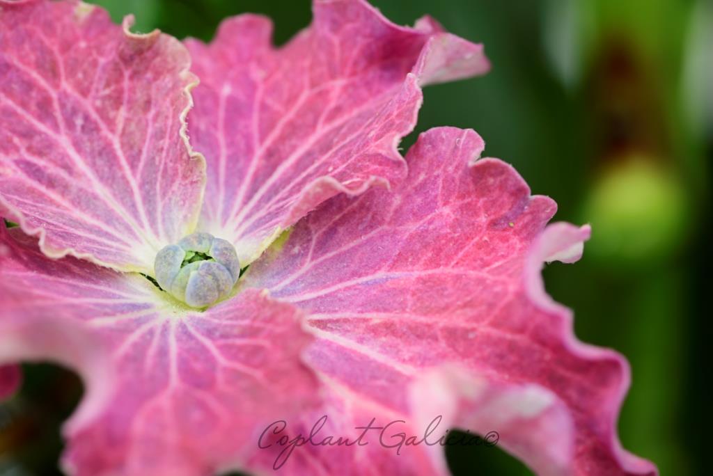 Hydrangea Colección 5L M. Rosa 30/40