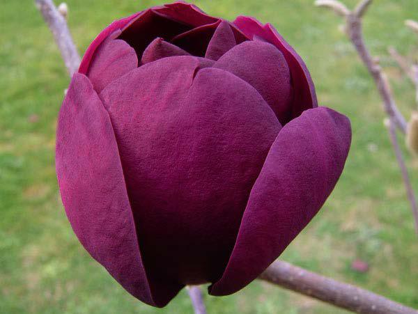 Magnolia 