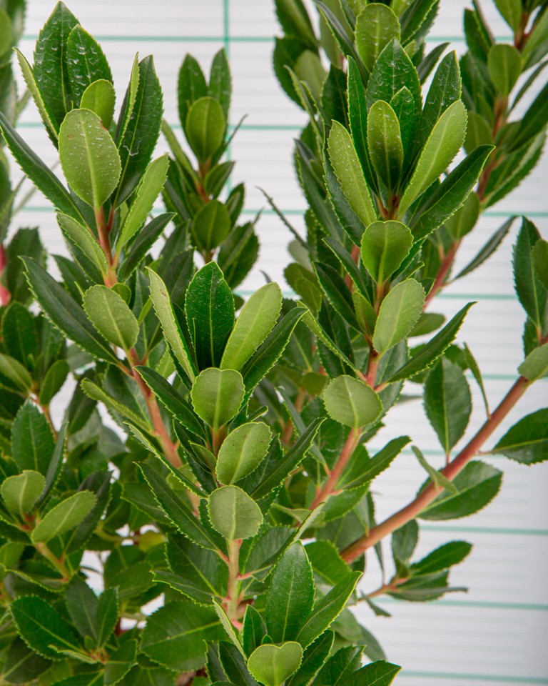 Arbutus unedo 3L 35/45