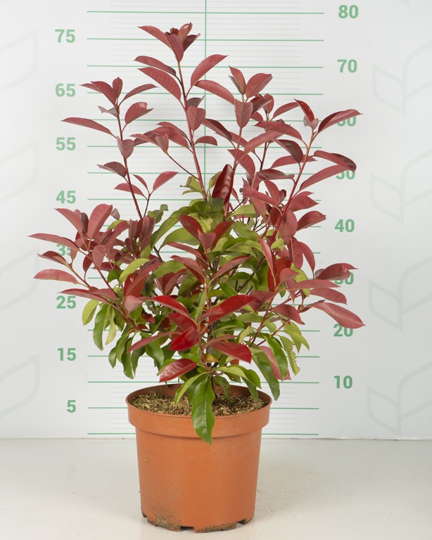 Immergrne Gartenhecke Photinia Fraseri 'Red Robin'  Die Immergrne  Heckenpflanze Mit Rotem Austrieb, Perfekt Fr Sichtschutz Mehrfarbige  Gartenpflanze