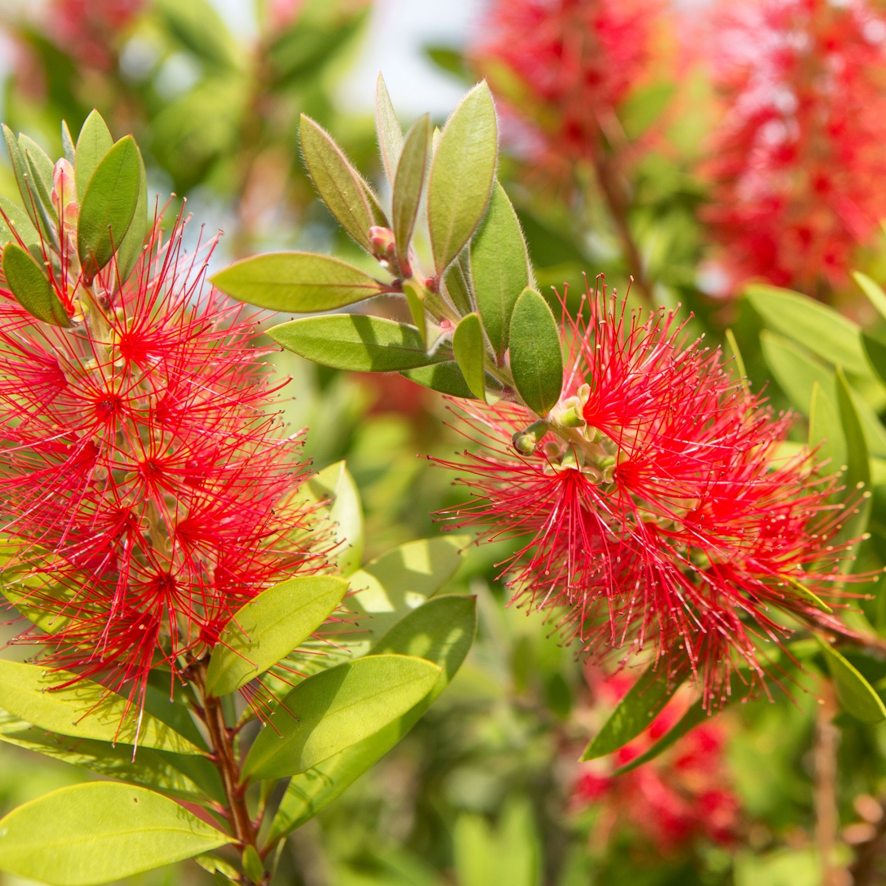 Callistemon 4L Ht 40 60/70