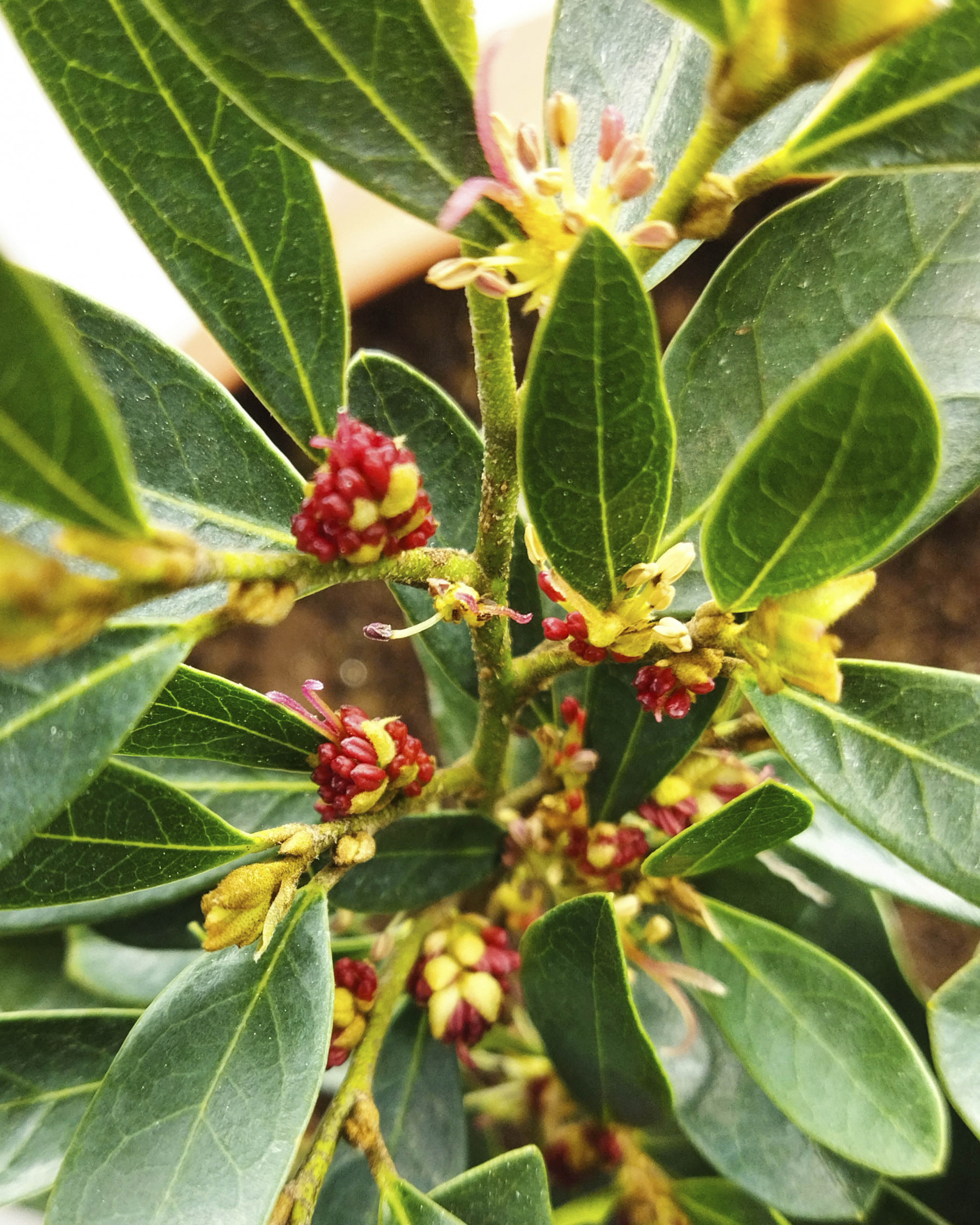 Distylium myricoides "Blue Cascade" ® 5L Deco 20/30 DP 30/40