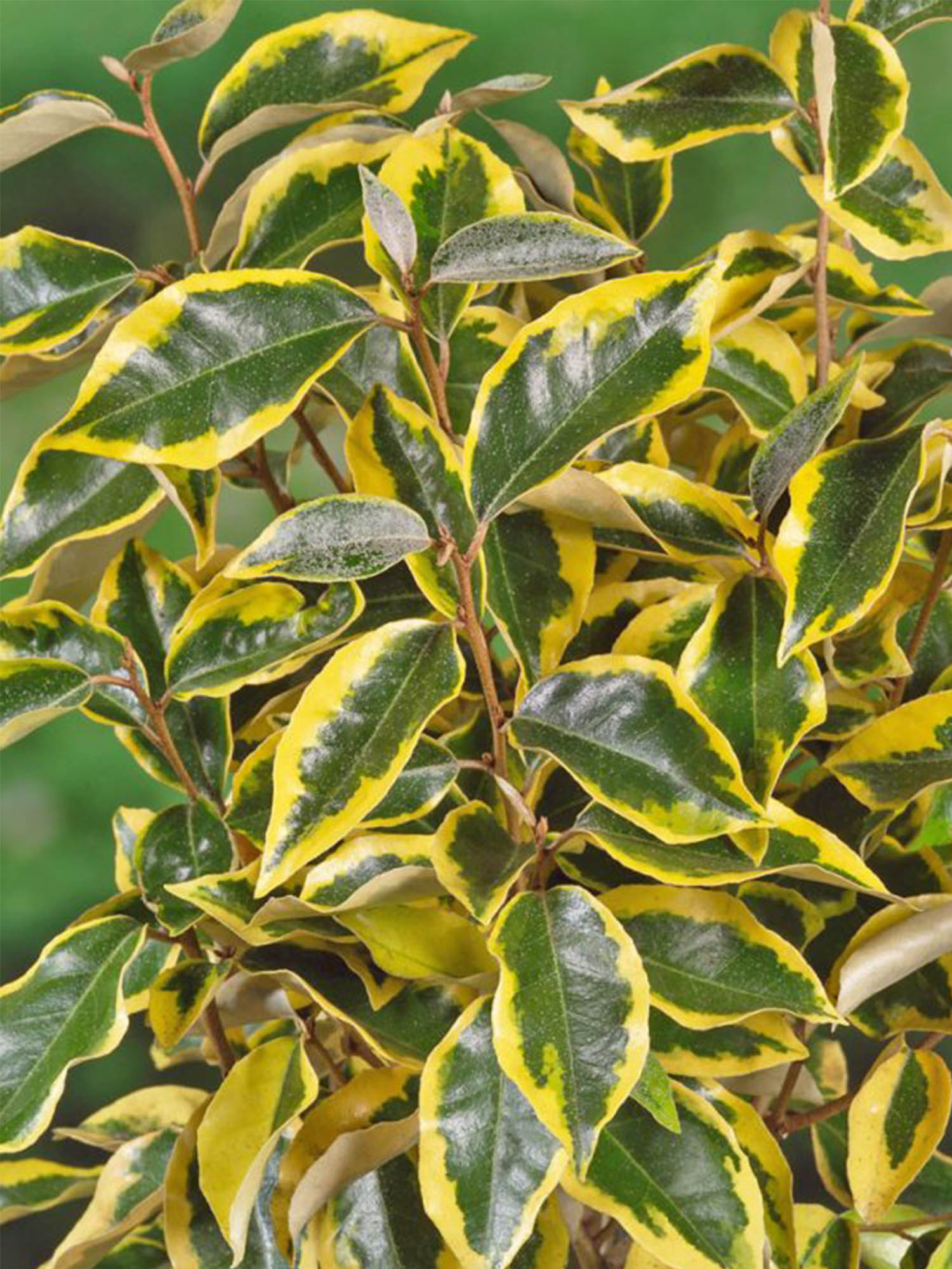 Elaeagnus x ebbingei "Gilt Edge" 10L 60/80