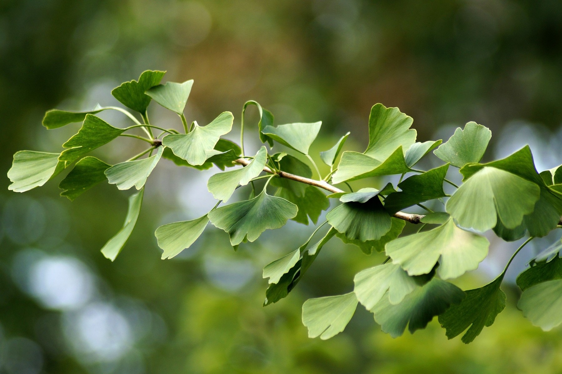Ginkgo biloba 10L 160/180 Ø46