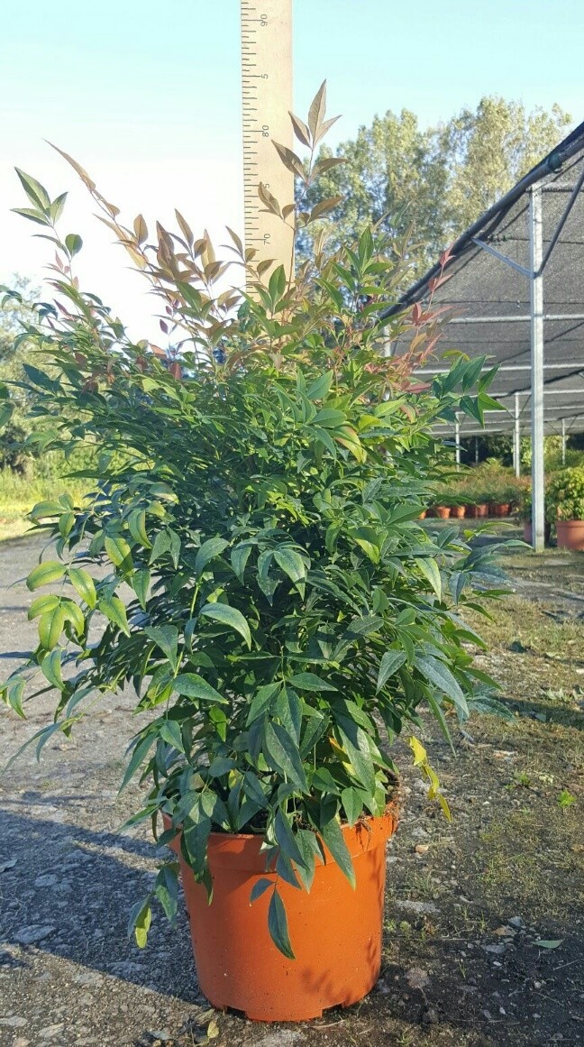 Nandina domestica "Sienna Sunrise" ?? 4L