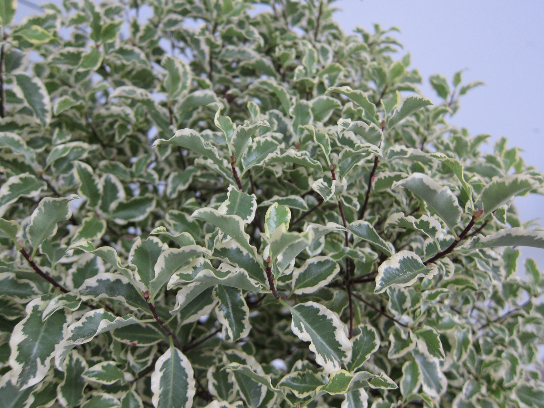 Pittosporum tenuifolium “Variegata” 2L 10/15 DP 15/20