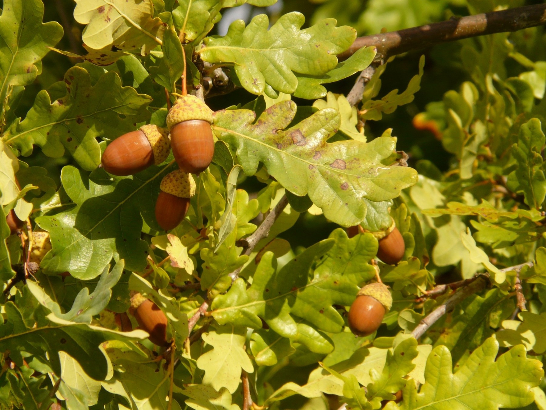 Quercus robur 4L 150/175 - QUERCUS - ÁRBOLES